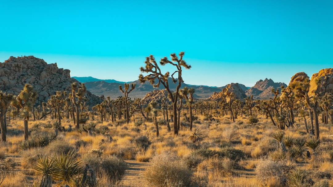 découvrez joshua tree national park, un paysage enchanteur de formations rocheuses uniques et de plantes emblématiques, où vous pourrez explorer des sentiers de randonnée exceptionnels, observer la faune locale et profiter de moments de calme dans la nature.