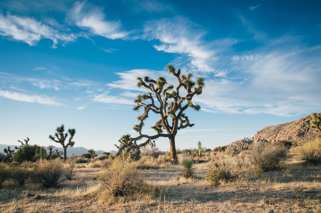 découvrez le parc national de joshua tree, un véritable joyau du désert californien, connu pour ses paysages spectaculaires, ses formations rocheuses uniques, et ses emblématiques arbres de josué. parfait pour les amateurs de randonnée, d'escalade et de photographie.