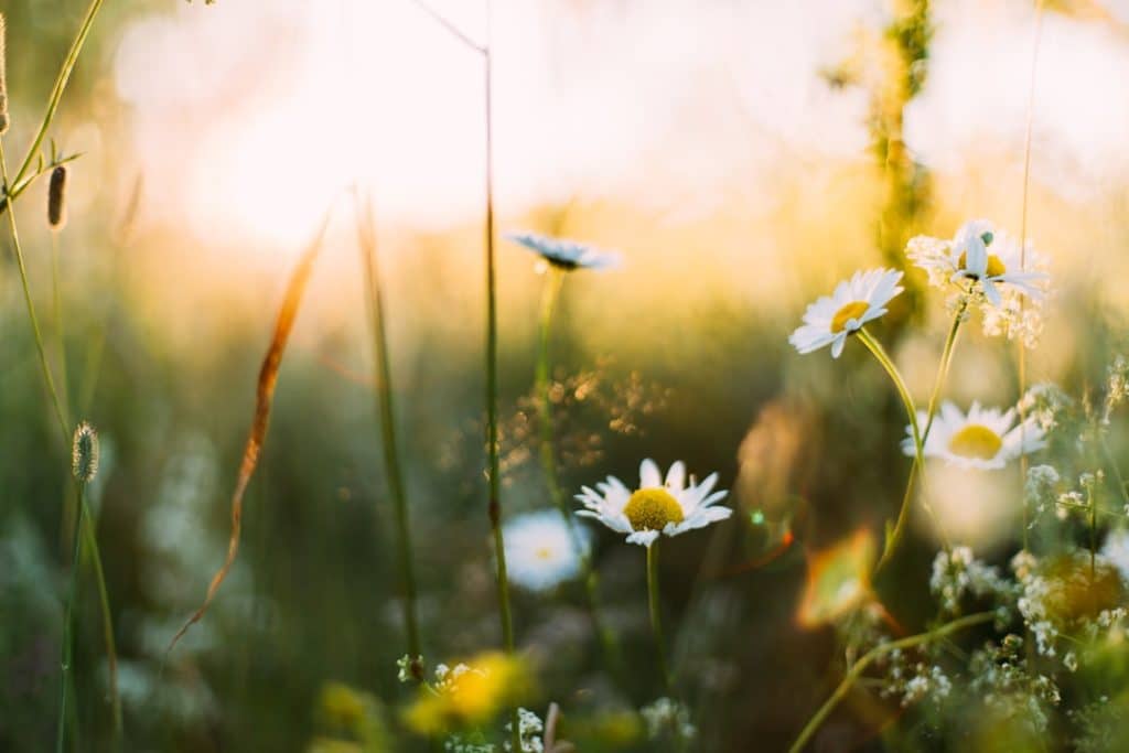découvrez le printemps, une saison de renouveau où la nature s'éveille. profitez des floraisons éclatantes, des journées ensoleillées et des activités en plein air. explorez les couleurs et les parfums de cette période unique qui inspire joie et créativité.