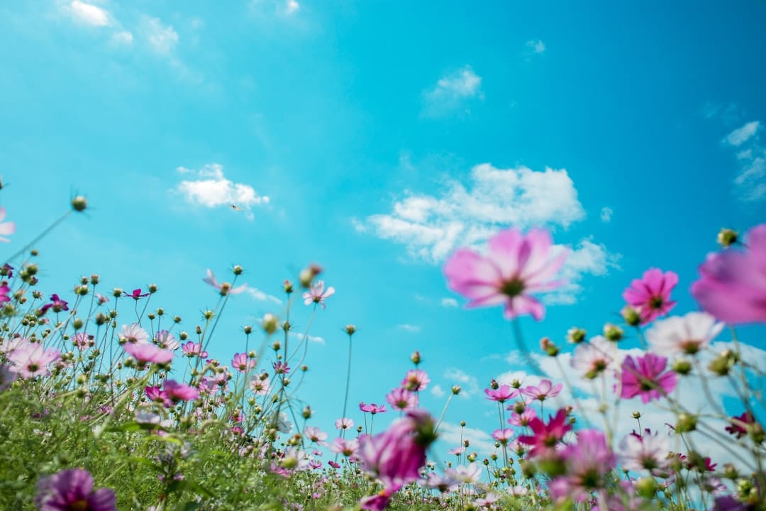 découvrez le printemps, une saison de renouveau et de beauté, où la nature s'éveille avec des fleurs éclatantes et des journées ensoleillées. profitez des activités en plein air et laissez-vous inspirer par la magie de cette période florissante.
