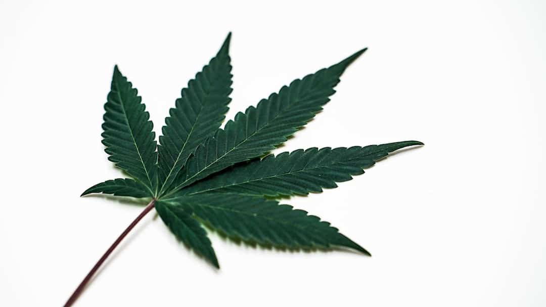 découvrez les enjeux et les implications de la légalisation du cannabis. analyse des impacts sociaux, économiques et juridiques de cette réforme, ainsi que des perspectives pour l'avenir.