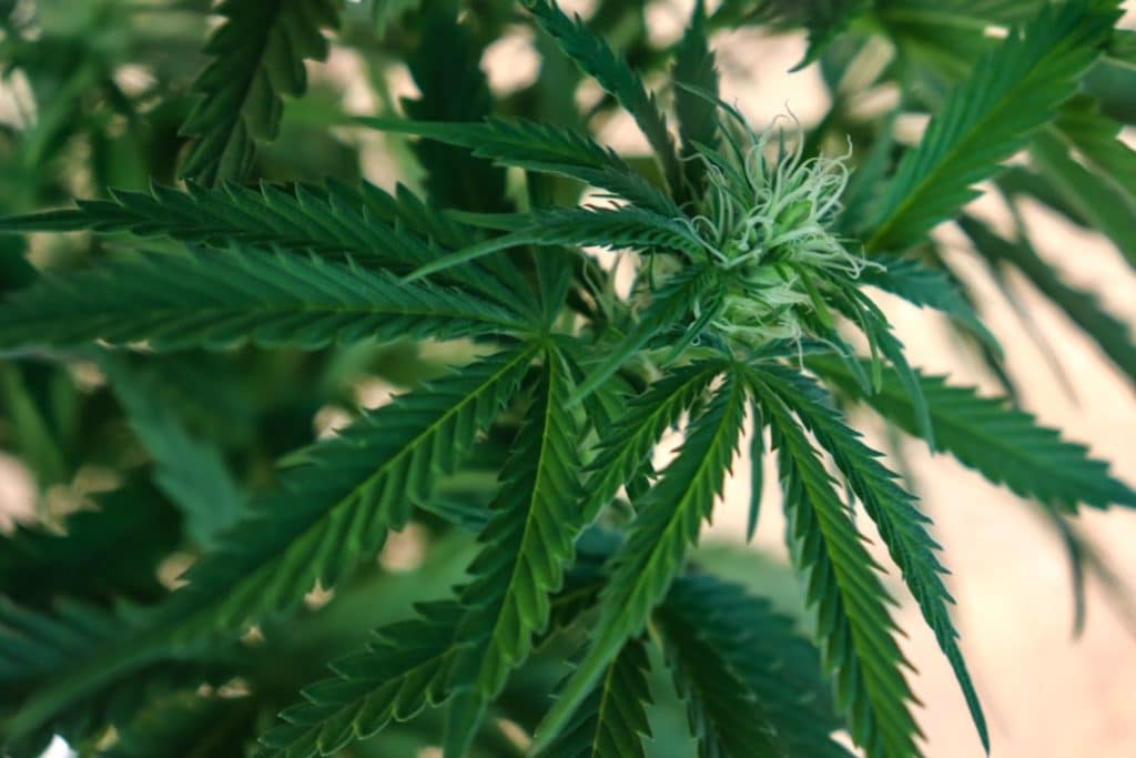 découvrez les enjeux et implications de la légalisation du cannabis. explorez les perspectives sociétales, économiques et juridiques liées à ce phénomène croissant, ainsi que les expériences des pays ayant déjà franchi le pas.
