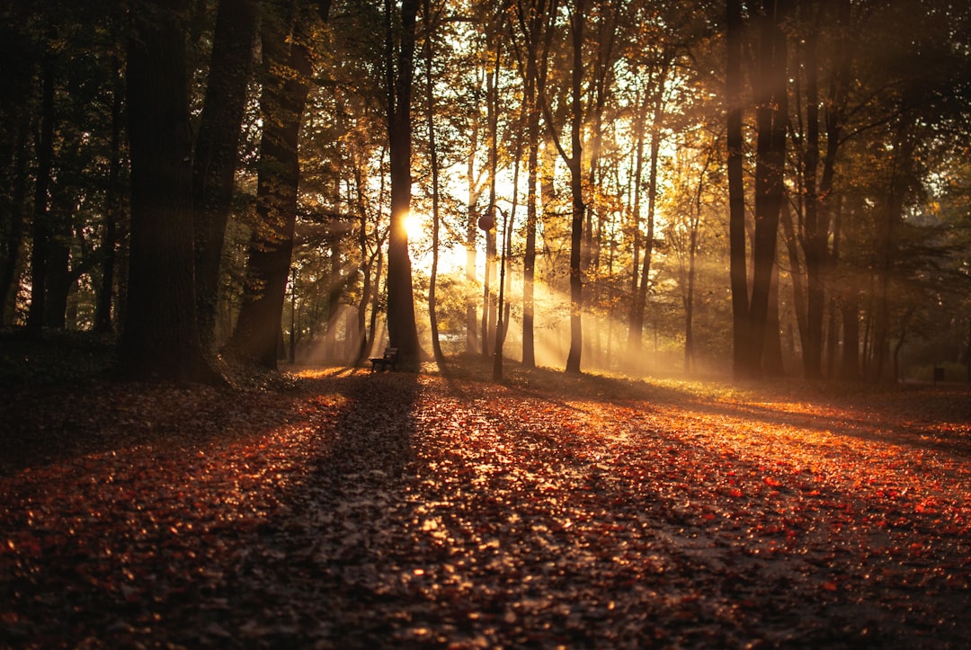 découvrez la beauté de l'automne : paysages colorés, conseils bien-être, idées d'activités et inspirations pour profiter pleinement de cette saison magique.