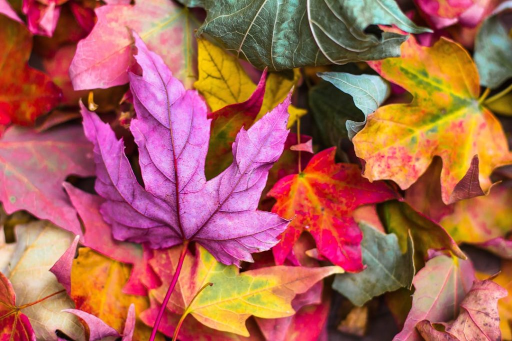découvrez l'automne : ses couleurs chatoyantes, ses paysages poétiques et les meilleures activités à faire pendant cette saison magique. plongez dans l'ambiance chaleureuse de l'automne !
