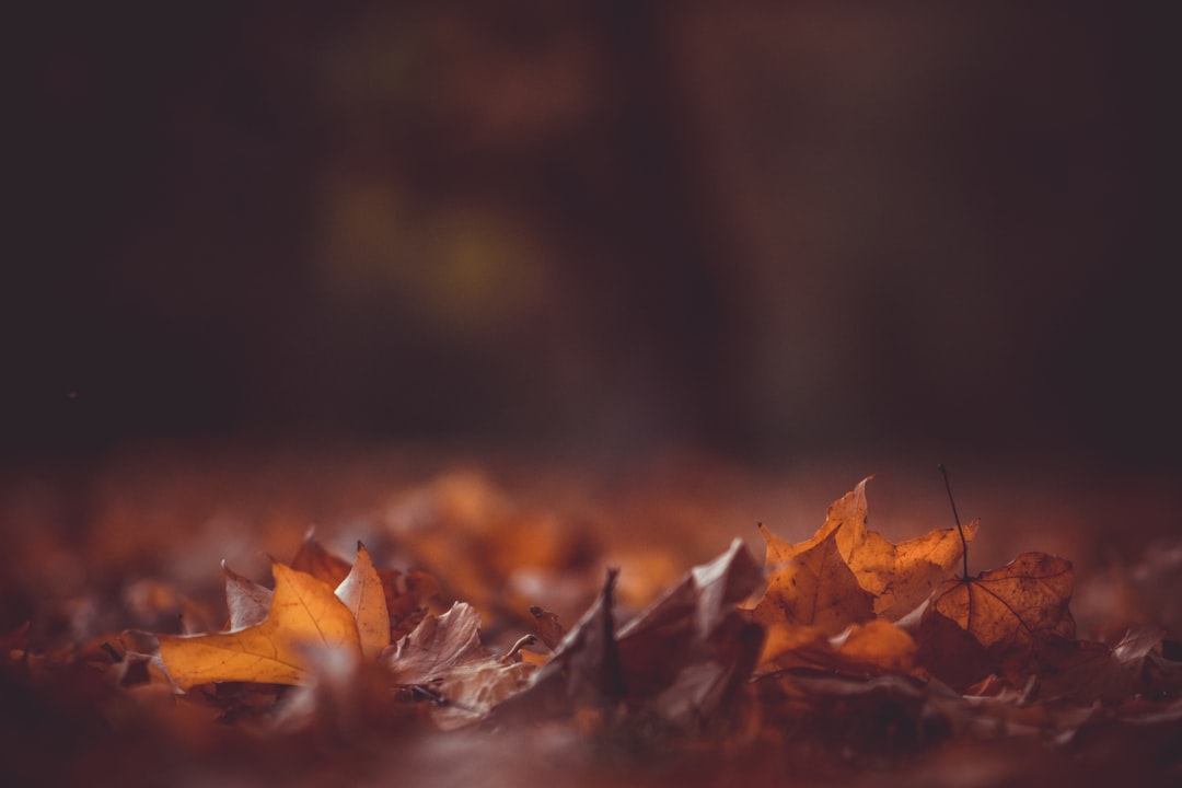découvrez la beauté et les couleurs de l’automne : conseils, activités, idées déco et inspirations pour profiter pleinement de cette saison chaleureuse.